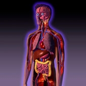 Bolile aparatului digestiv. ulcer gastric si duodenal - hepatopatii